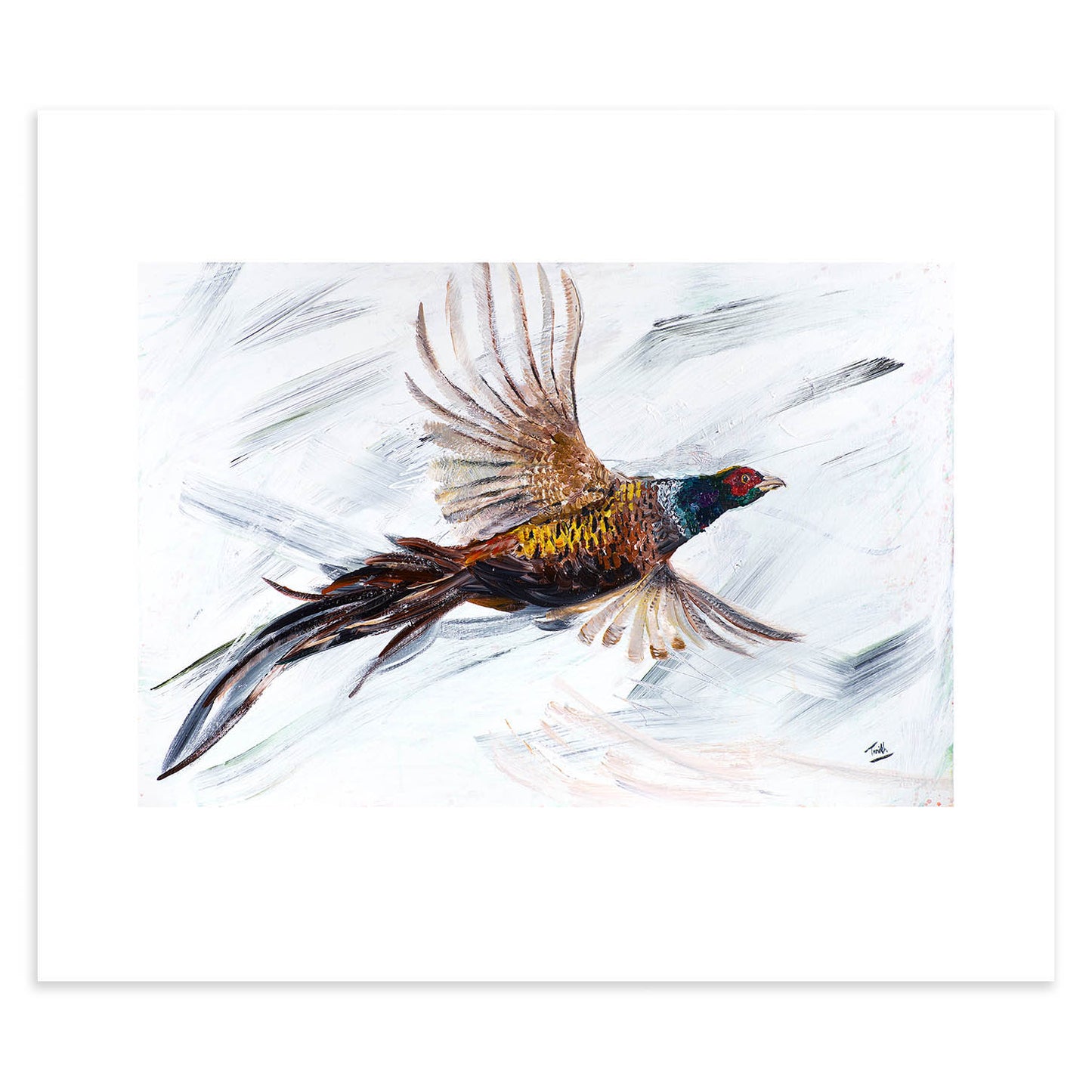 Pheasant In Flight