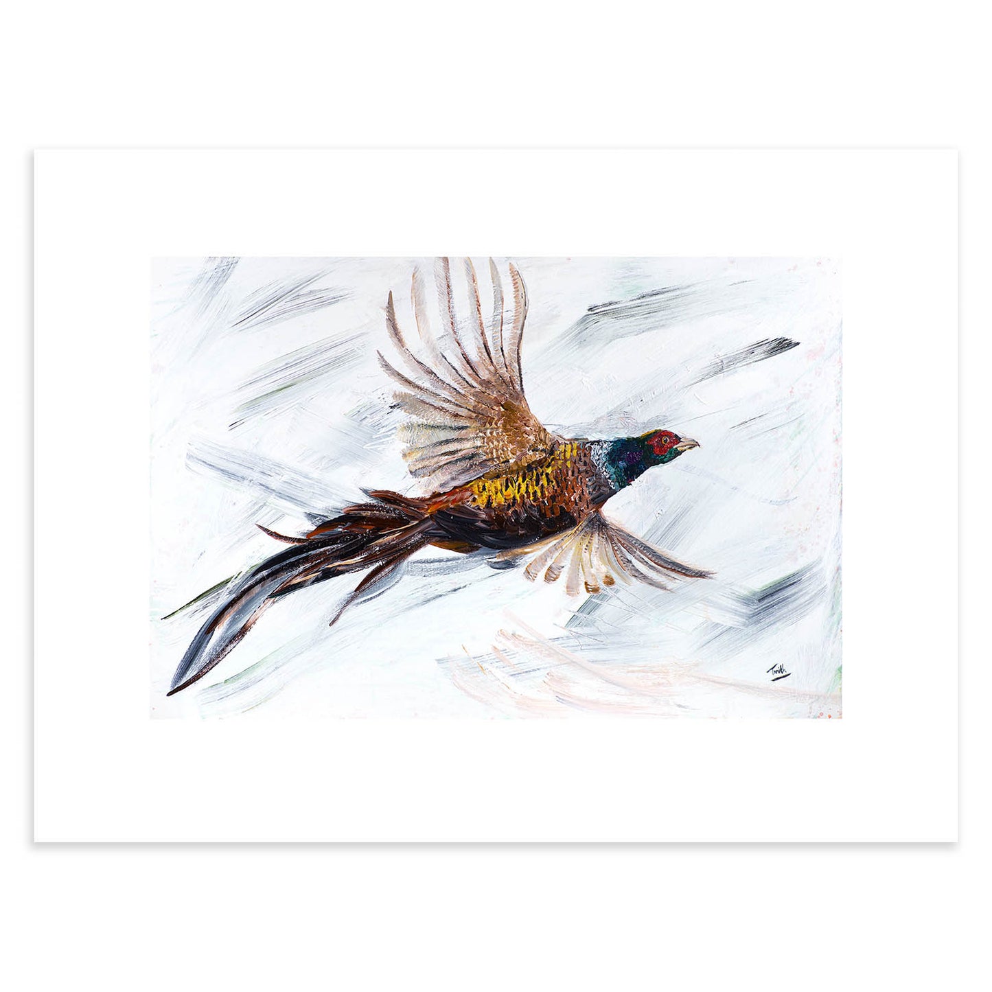 Pheasant In Flight